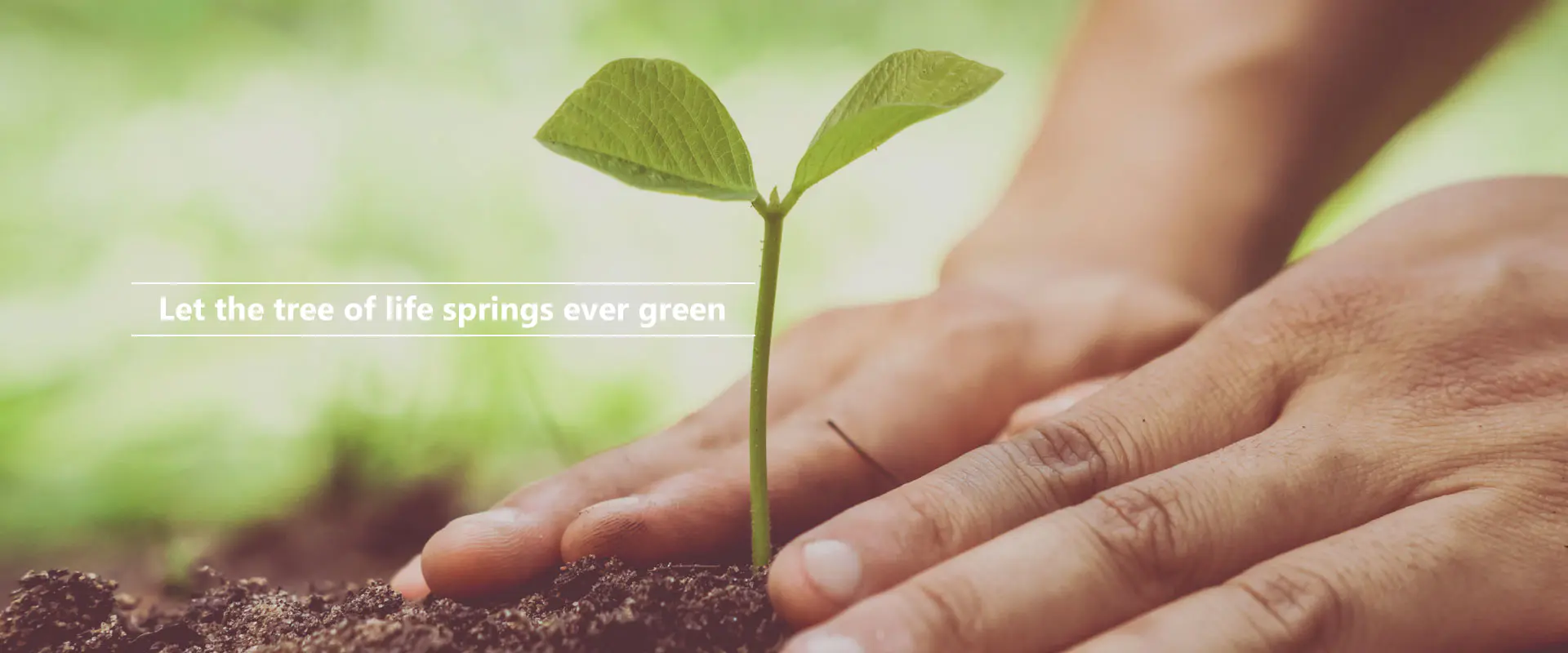 Lig crann na beatha fás riamh glas